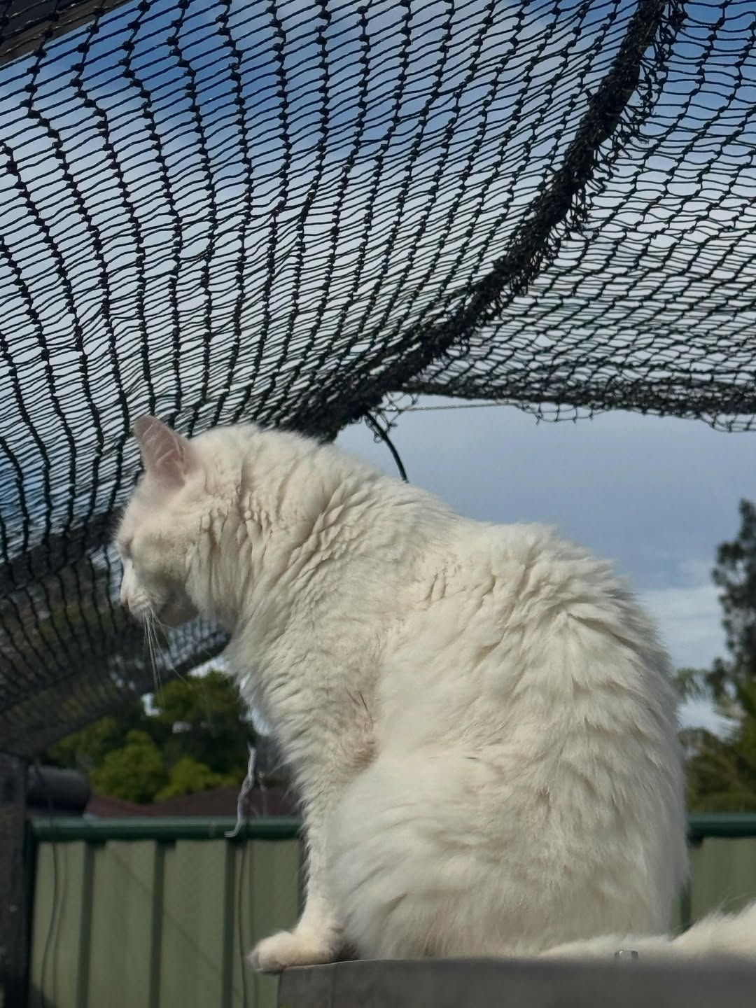White Cat Perched on a Fence, Looking Through a Black Net Against a Cloudy Sky — Catios By Paulie in Blackbutt, NSW