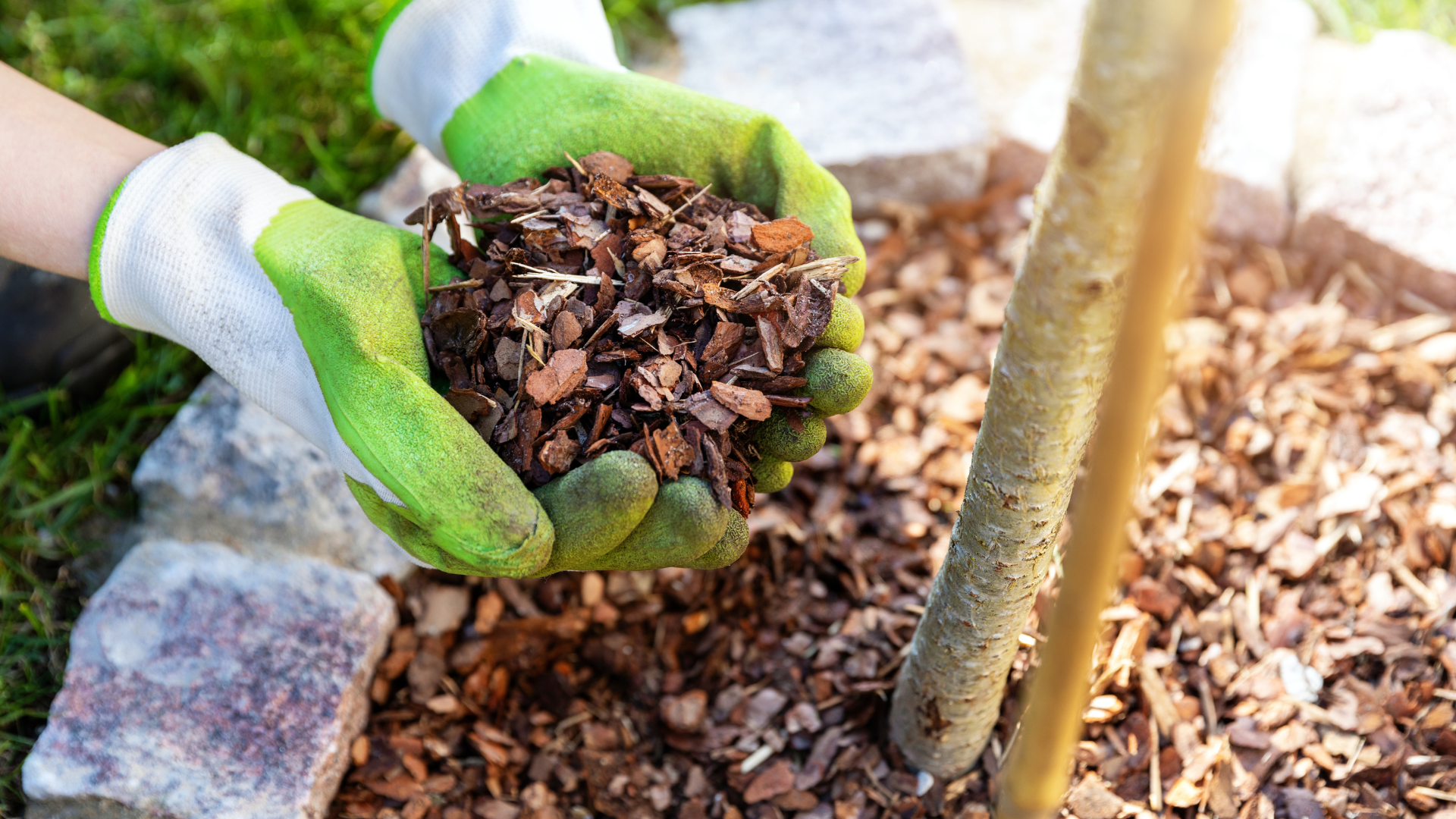 Hands in green gloves holding wood chips, mulching around a tree in a garden bed.