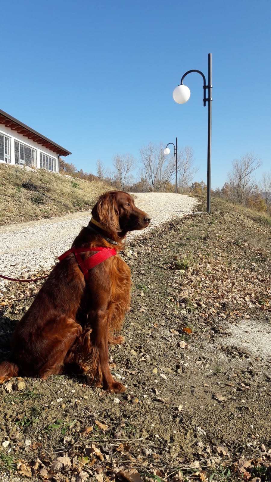 karma dog resort