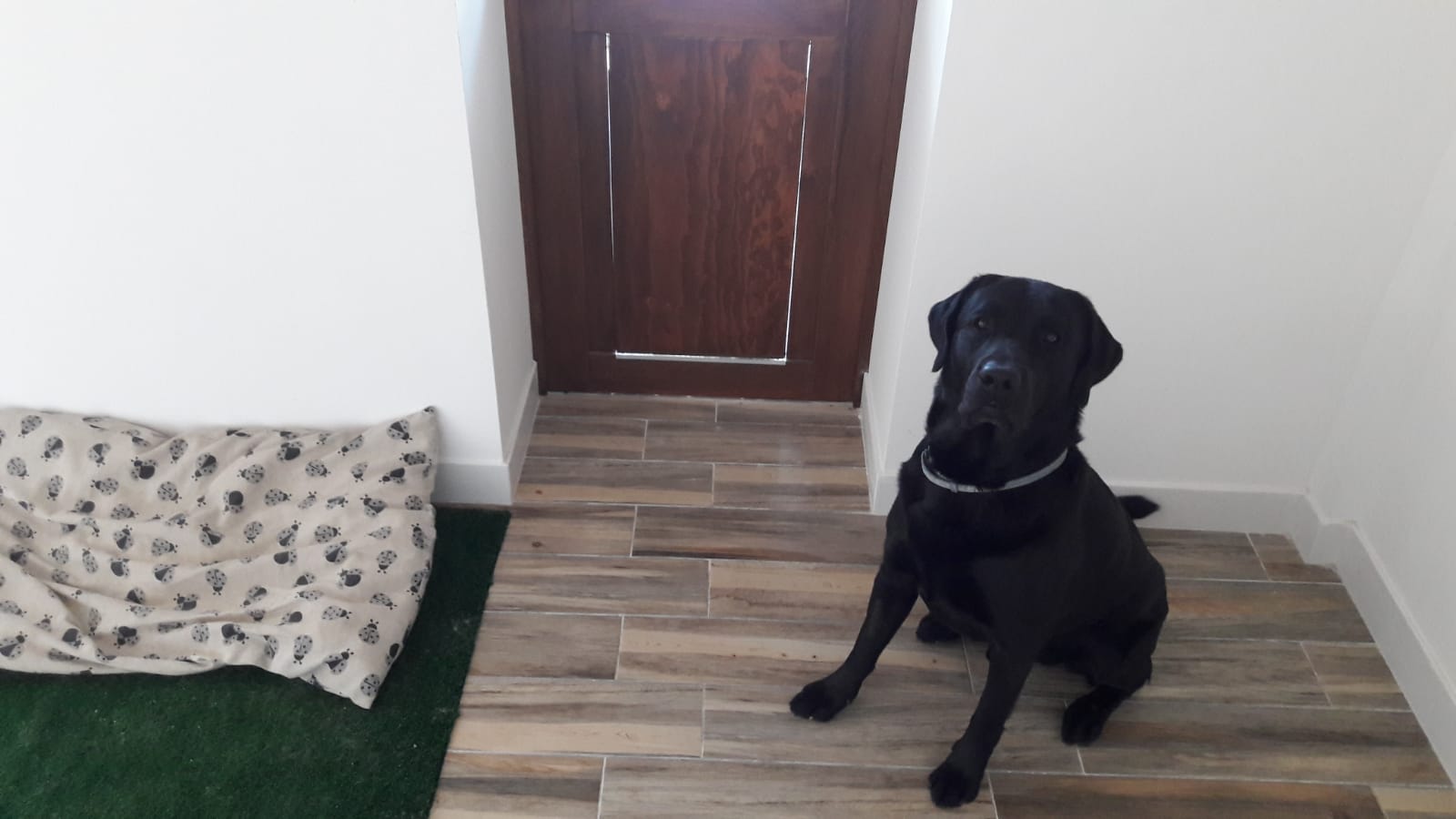 karma dog resort