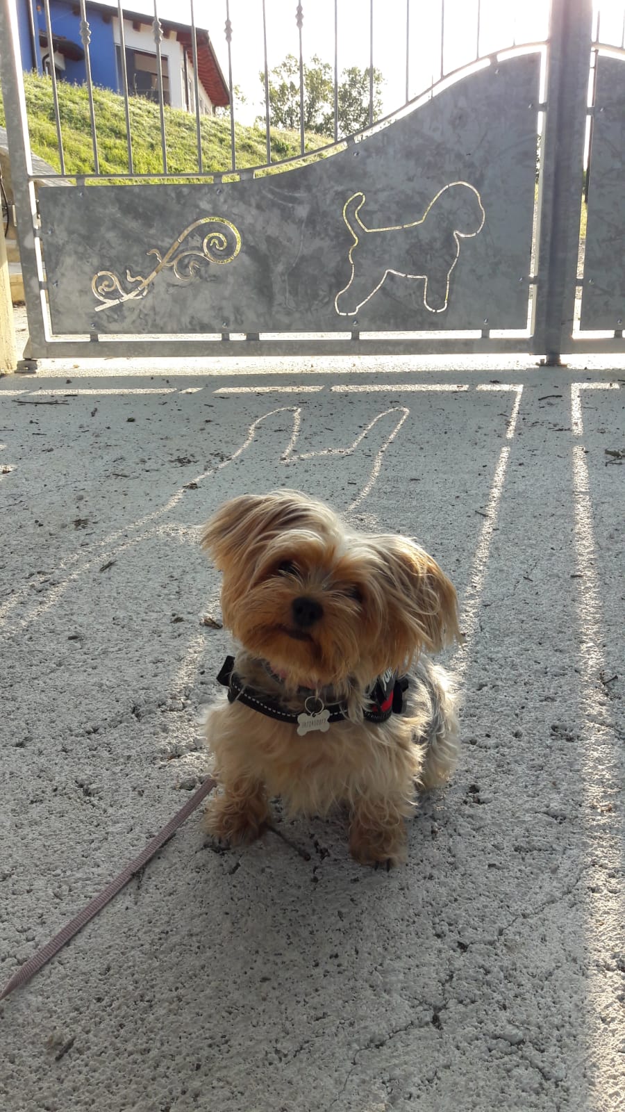 karma dog resort