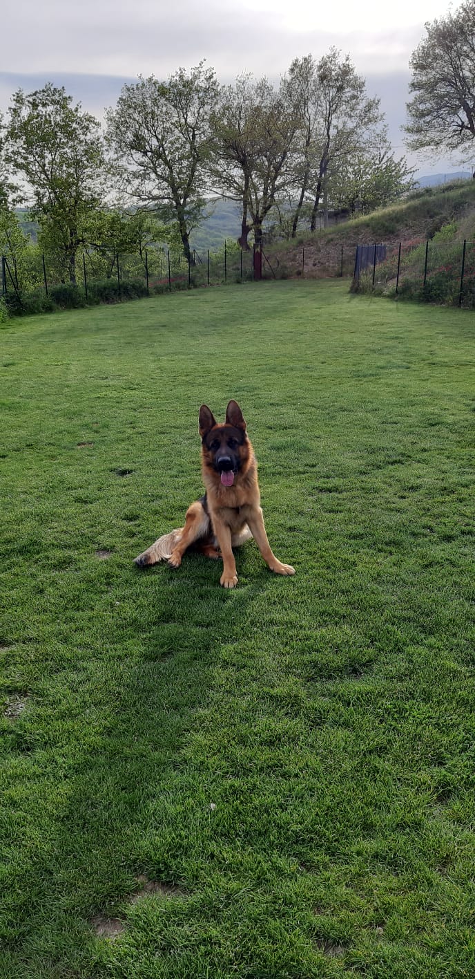 karma dog resort