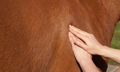 Equine colic training courses