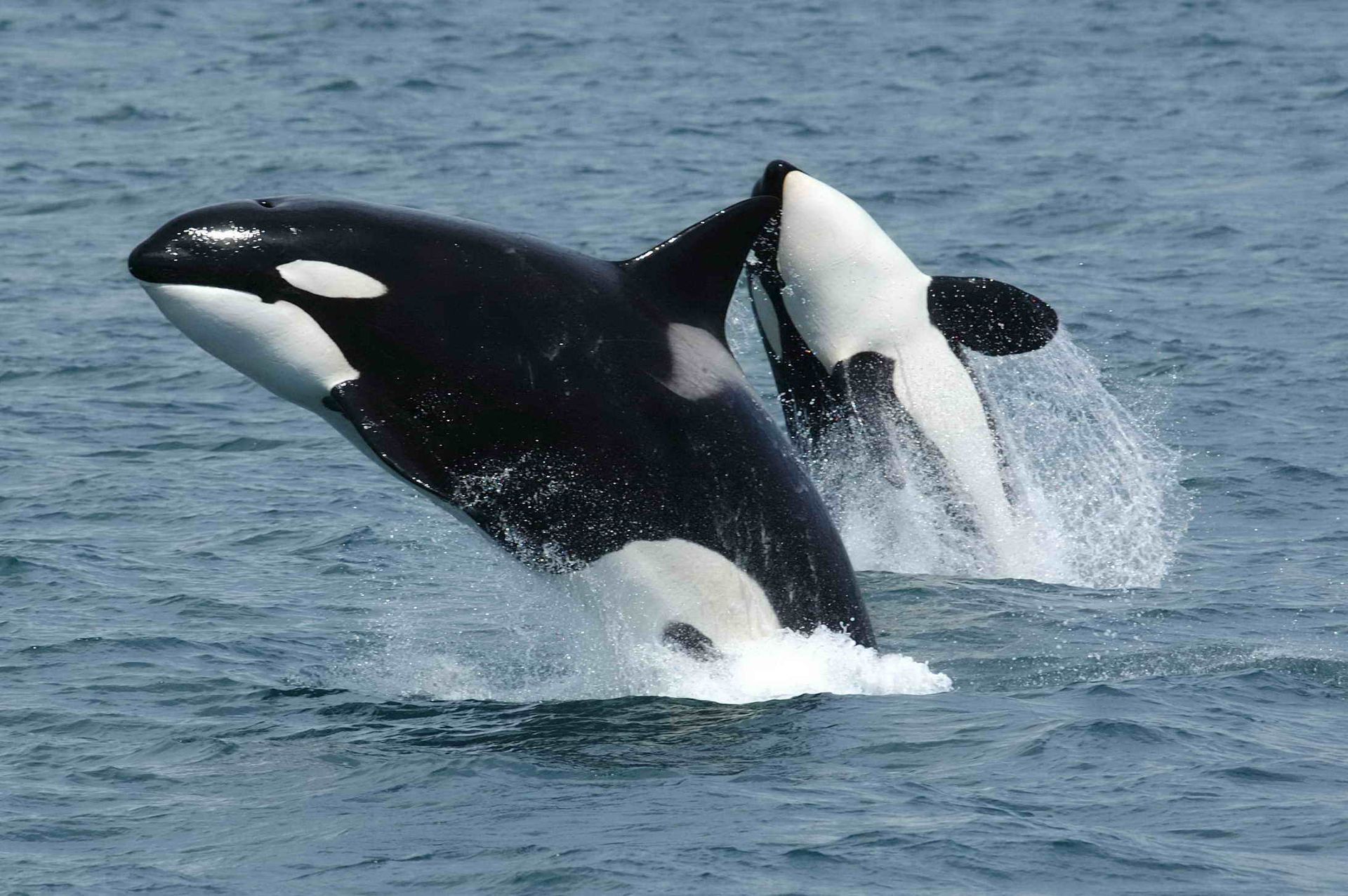 Two killer whales are jumping out of the water