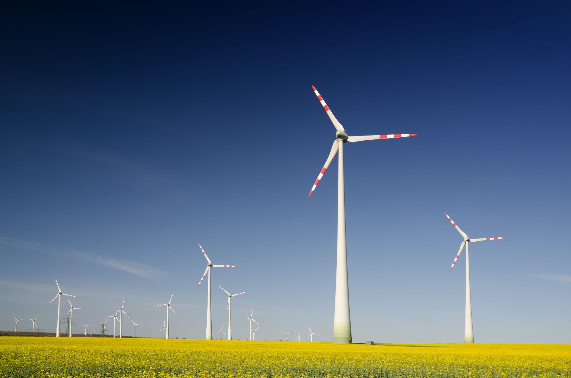 A row of wind turbines in a field of yellow flowers