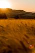 A field of wheat