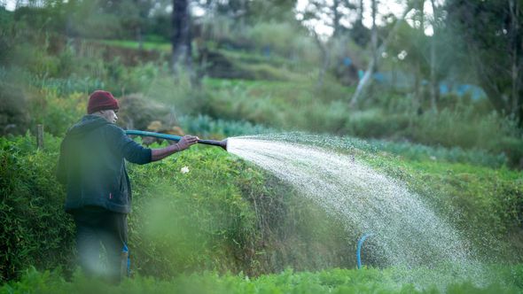 A man is watering plants with a hose in a garden.