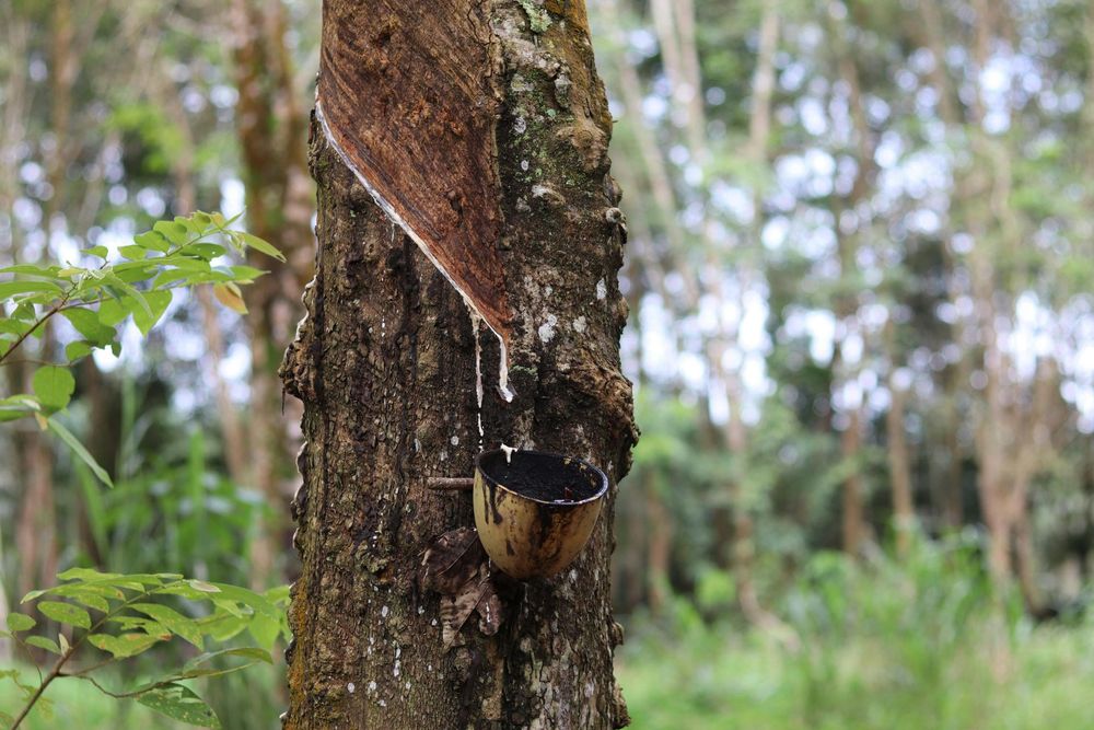 A close up of a rubber tree with latex dripping from it.