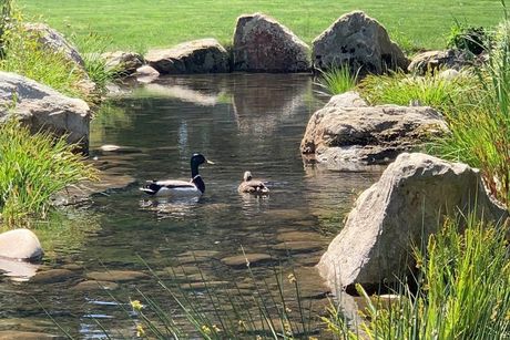 Pond in a Greenspace