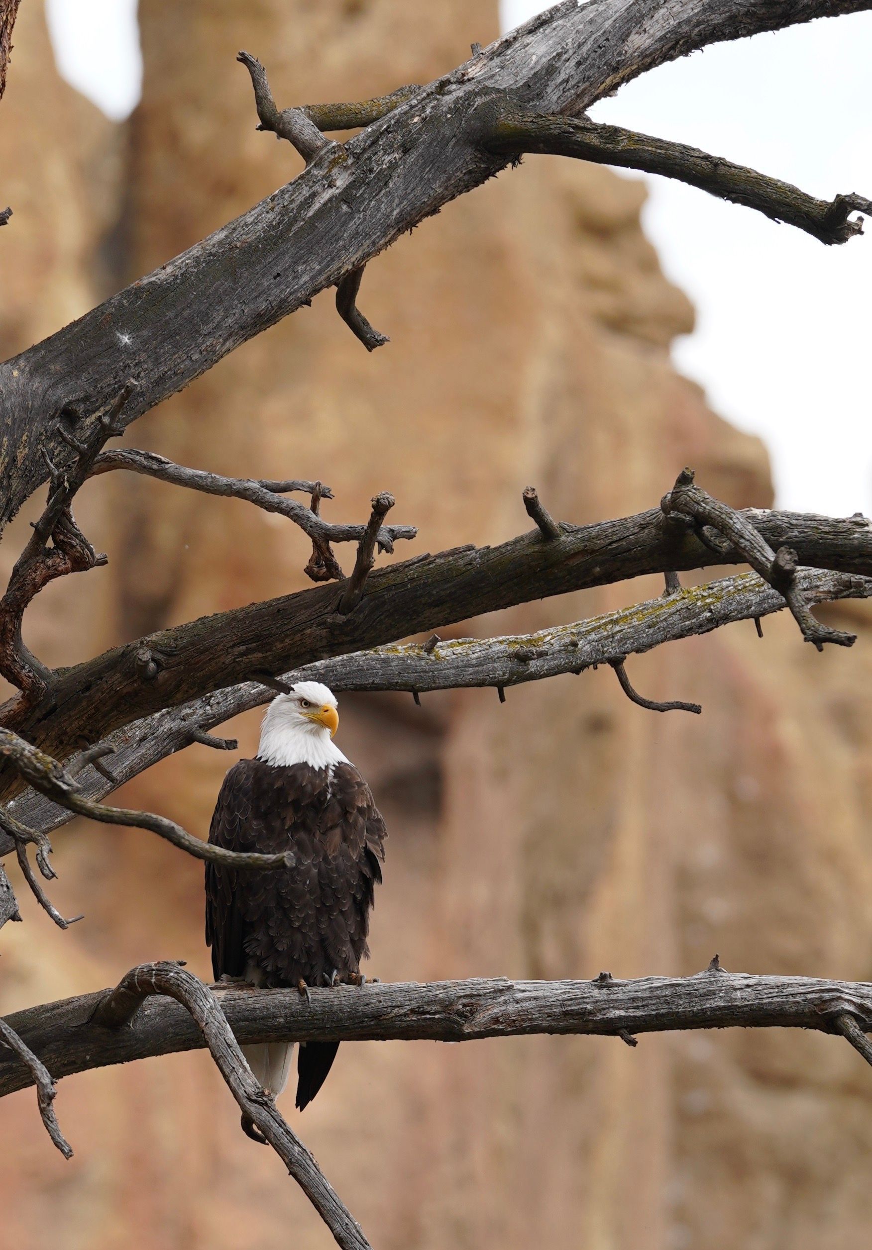 Bald Eagle Smith Rock Alan watts, Watts Rocks, Smith Rock, adventure, Alan Watts, Smith Rock State Park, beauty, rock formations, scenic trails, exploration, one-on-one sessions, public speaking engagements, hiking tours, group adventures, thrill of adventure