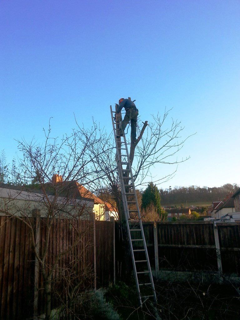 A man on a ladder cutting a tree in a backyard