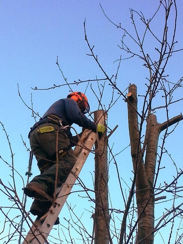 A man on a ladder is working on a tree