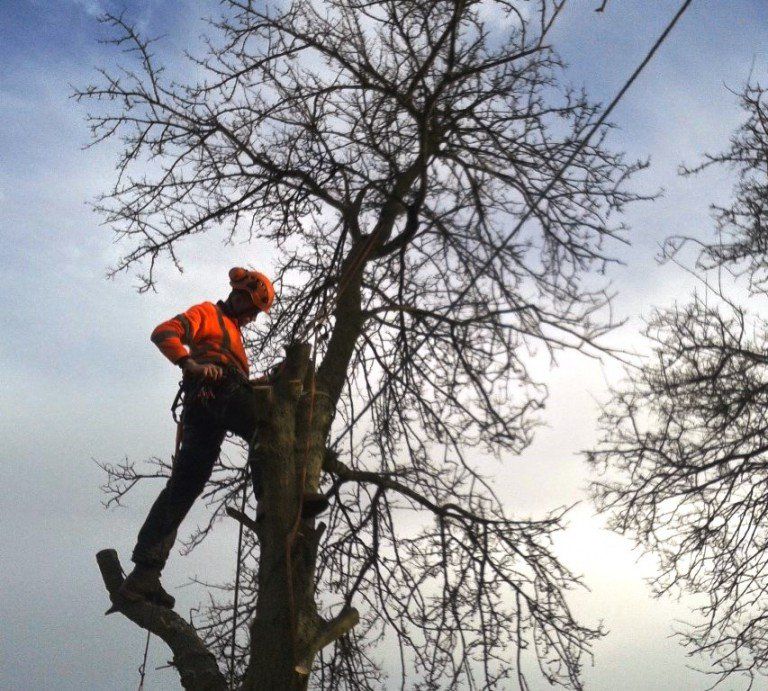 A man is climbing a tree with a chainsaw