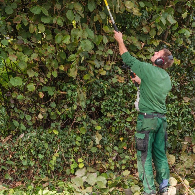 A man wearing headphones is cutting a bush with a trimmer