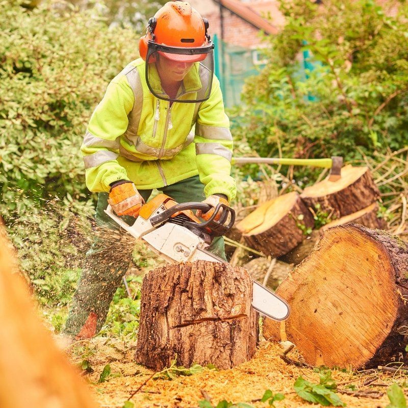 A man is cutting a tree stump with a chainsaw.