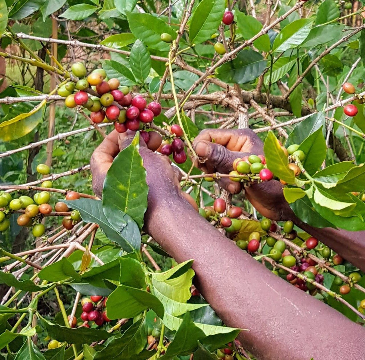 Closeup of Hands Picking Berries. Find Out Where Three Story Coffee Sources Its Delicious Products.