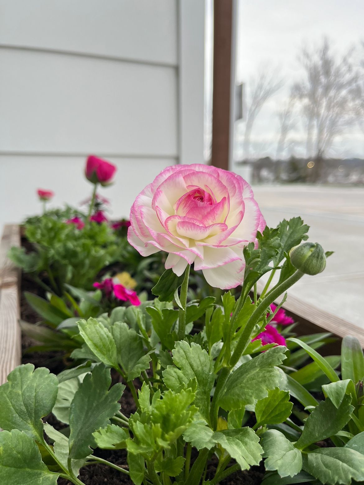 Closeup of Pink & White Flower. Three Story Coffee Mixes Coffee & Community to Make a Difference.
