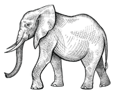 sketch of elephant