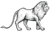 sketch of lion