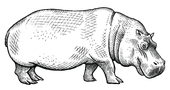 sketch of hippo
