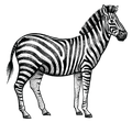 sketch of zebra