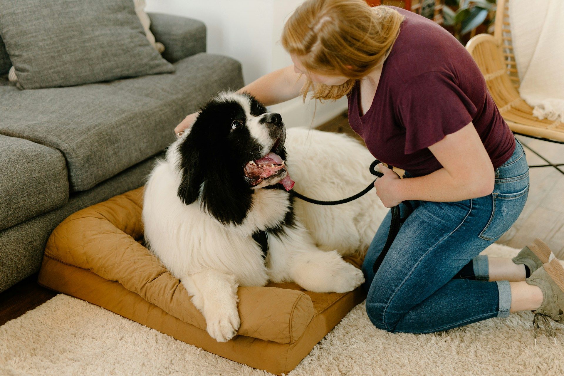 dog at living room