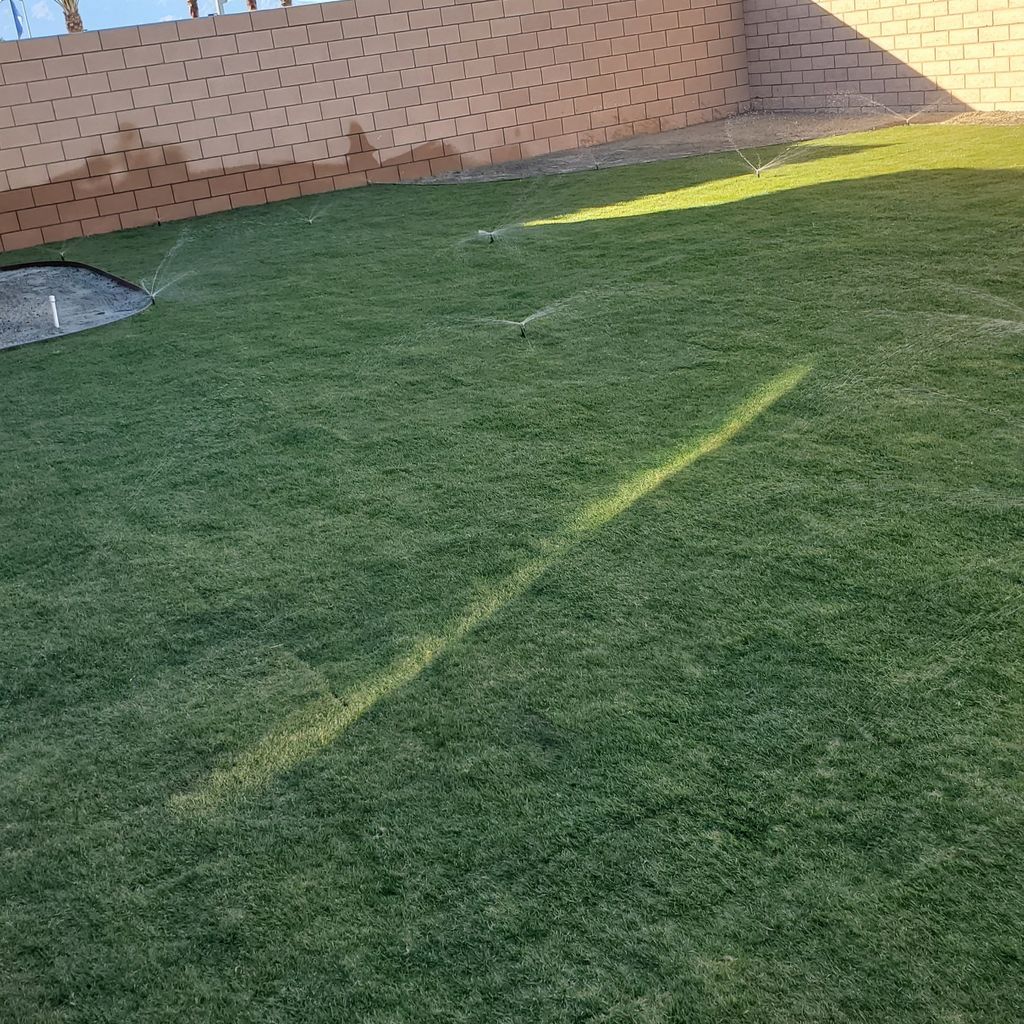 A lush green lawn with a brick wall in the background.