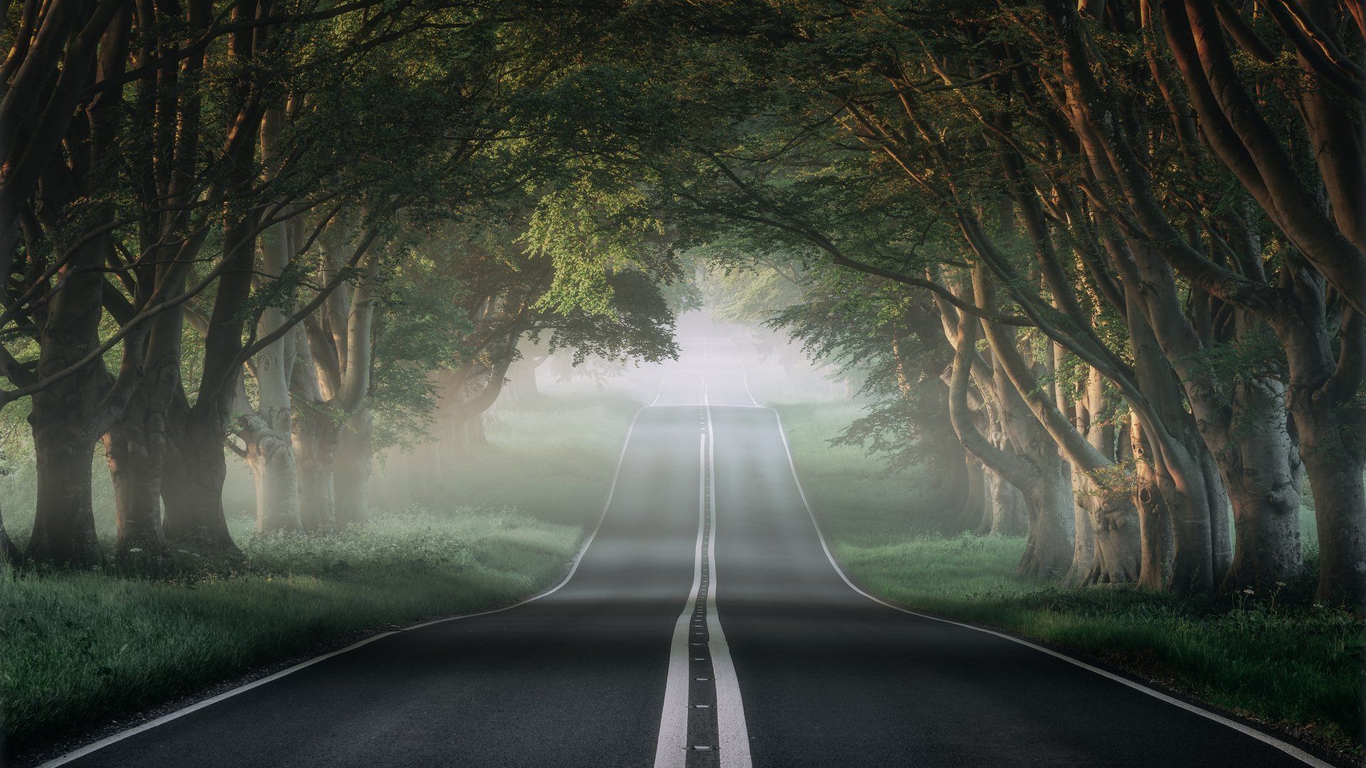 Road lined with trees disappearing into mist.