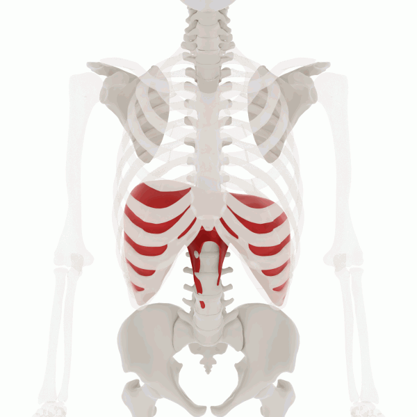 Het middenrif of diaphragm