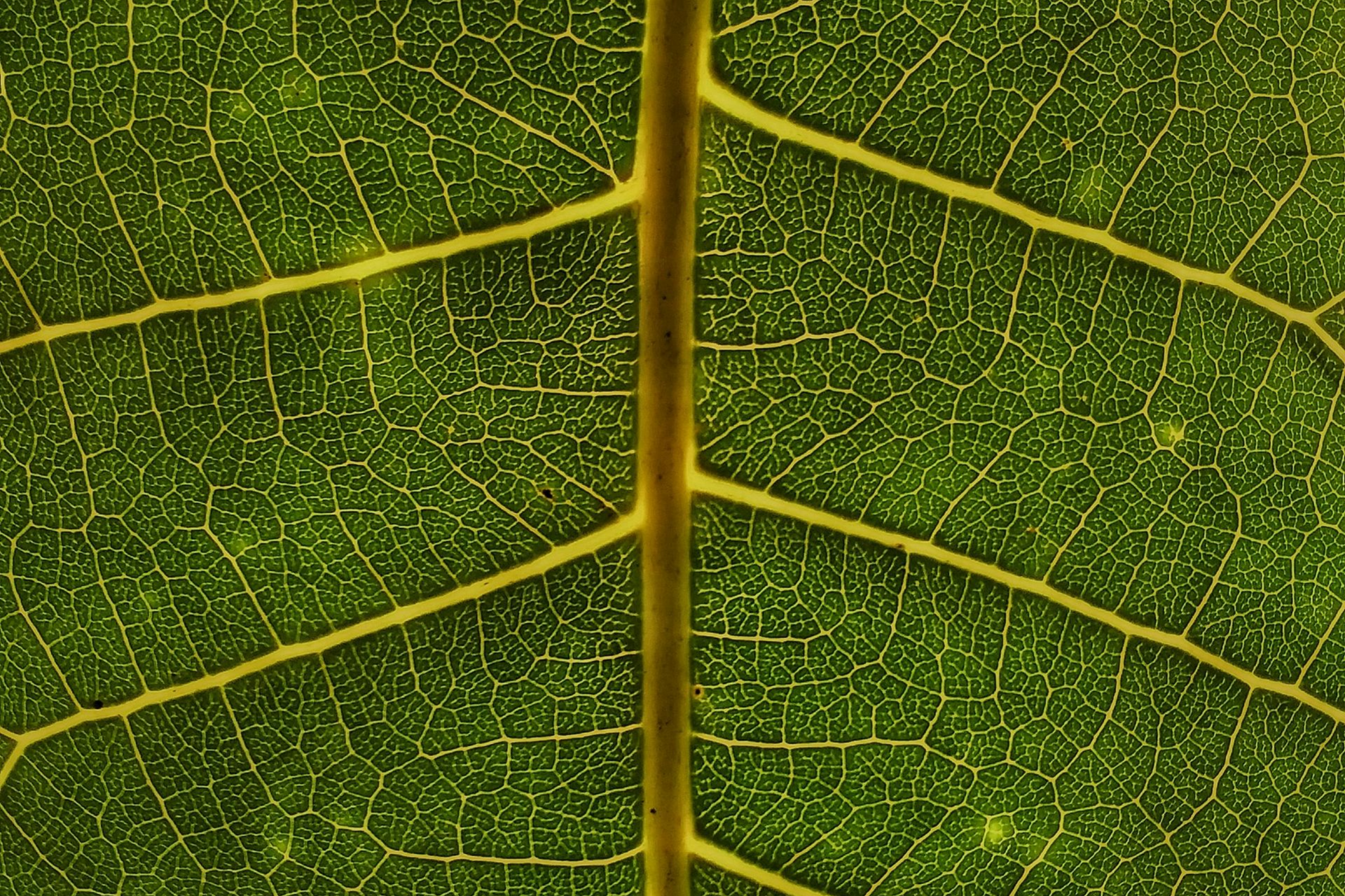 Foto van blad met zenuwbanen