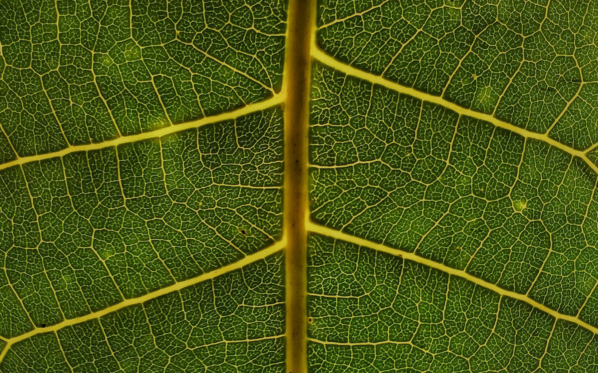 Foto van blad met zenuwbanen
