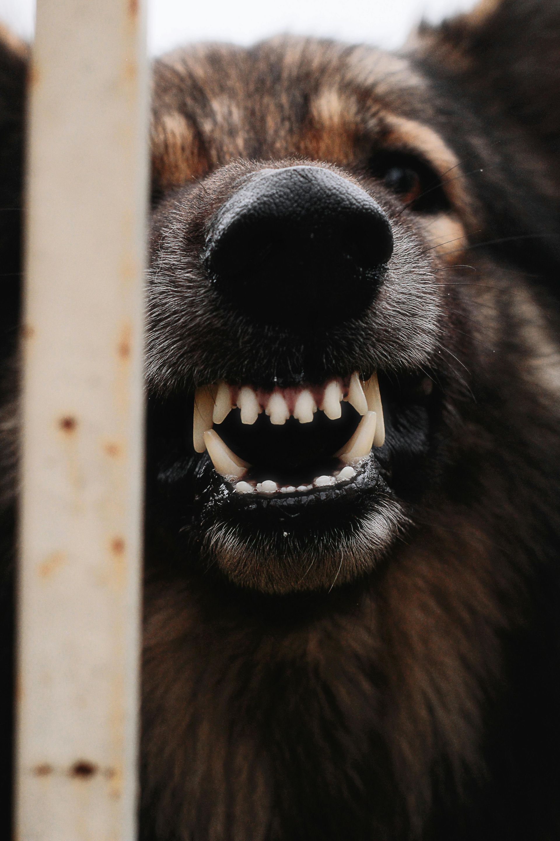 A close up of a dog 's mouth with its teeth visible behind a fence.