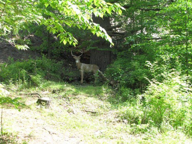 target at Caledonia Forest & Stream Club range