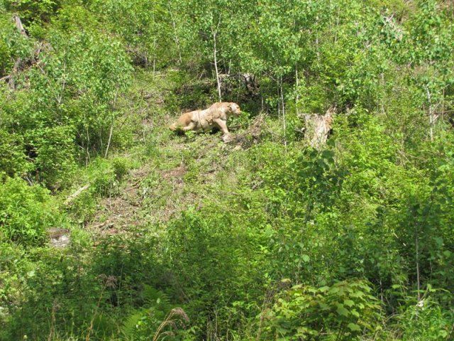 fake firing target at firing range