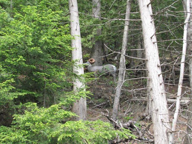 target at Caledonia Forest & Stream