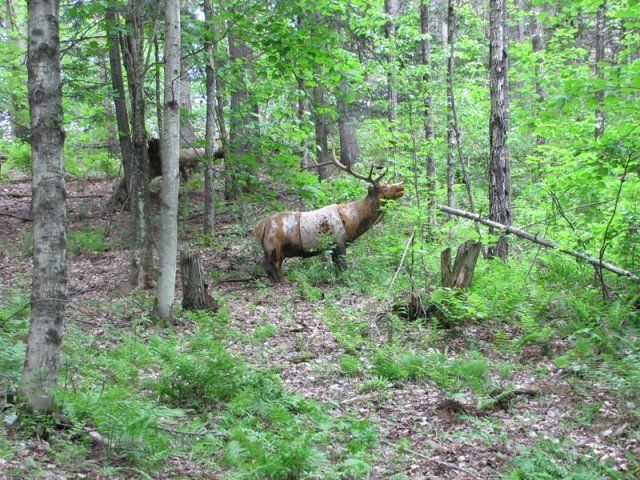 fake elk target at Caledonia Forest & Stream Club