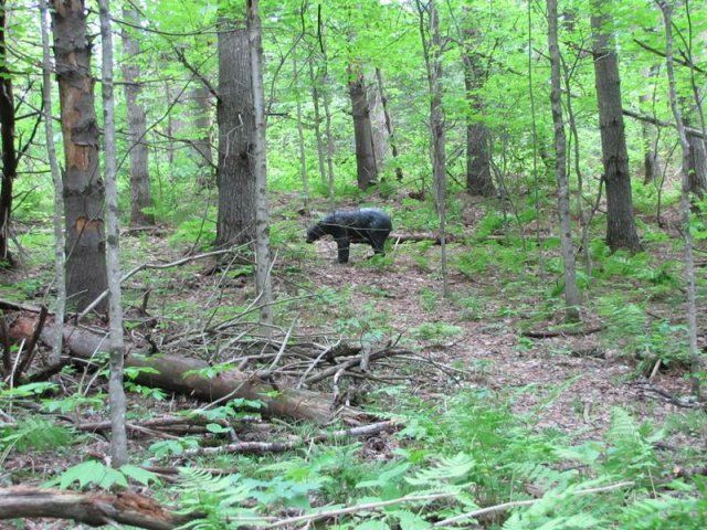 fake bear target at Caledonia Forest & Stream Club