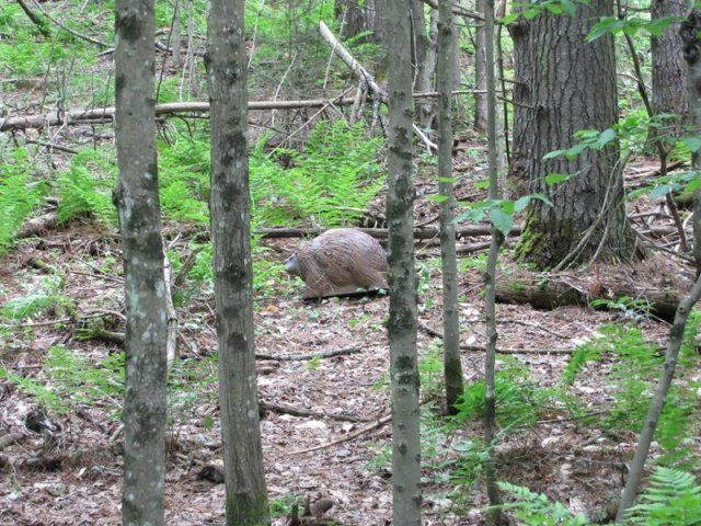 fake target at Caledonia Forest & Stream Club