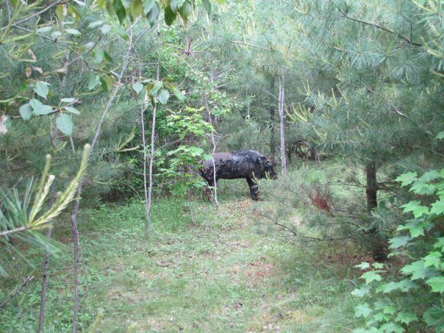 fake target at Caledonia Forest & Stream