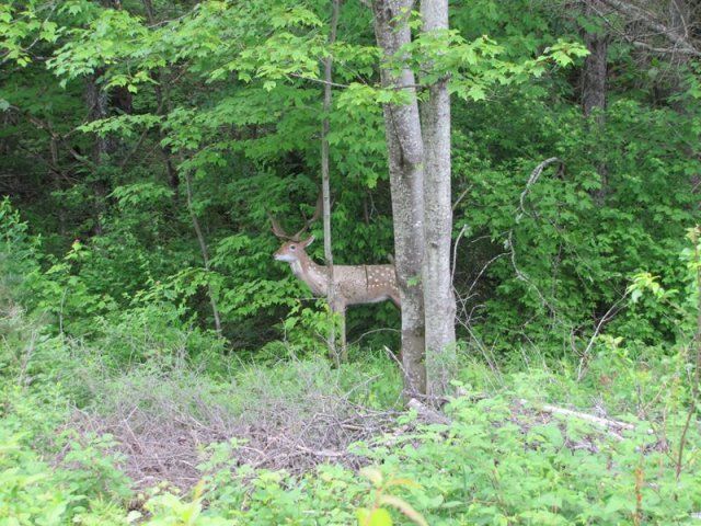 fake target at firing range