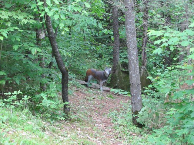 target at Caledonia Forest & Stream Club range