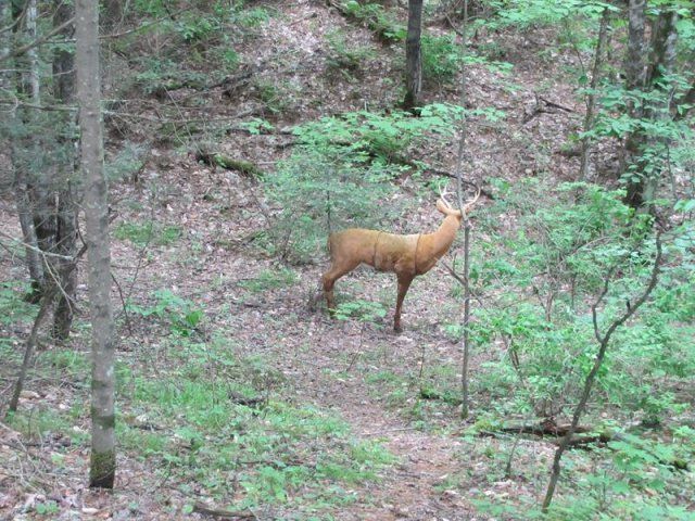 fake target at range