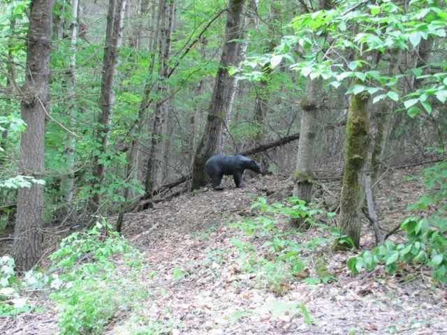targets at Caledonia Forest & Stream