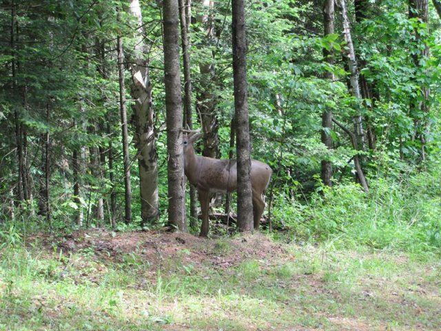 fake deer target at firing range