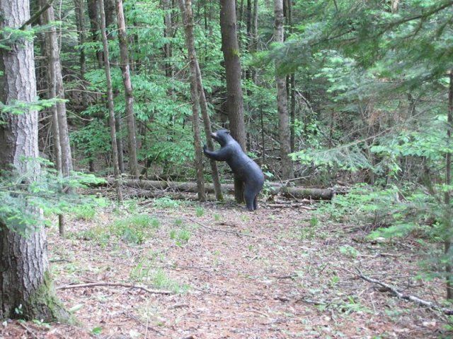 target at Caledonia Forest & Stream Club firing range