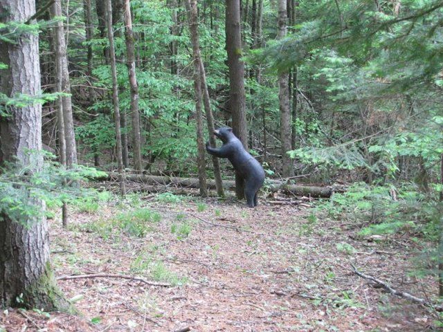 target at Caledonia Forest & Stream Club