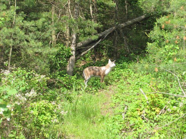 target at Caledonia Forest & Stream range