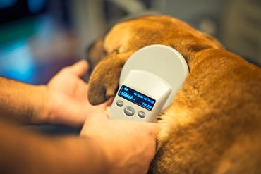 why choose Plymouth Based Mobile Microchipping Service