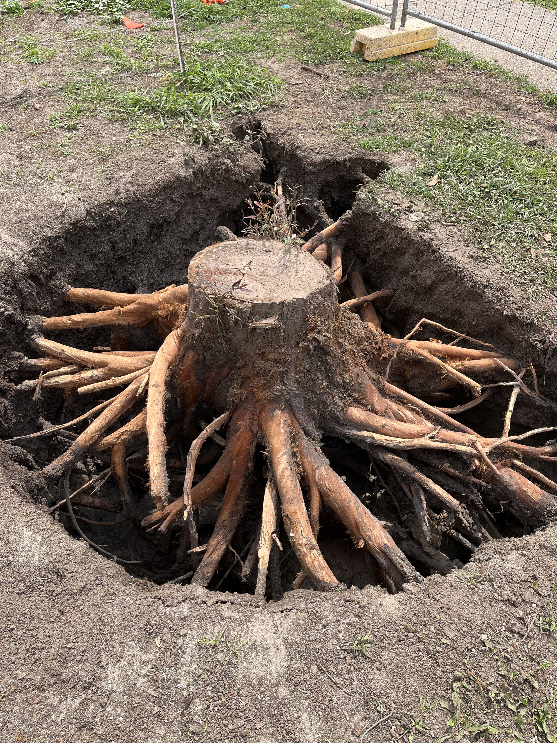 A Tree Stump With Roots Coming Out Of It In A Hole In The Ground — Vacuum Excavation in Sunshine Coast, QLD
