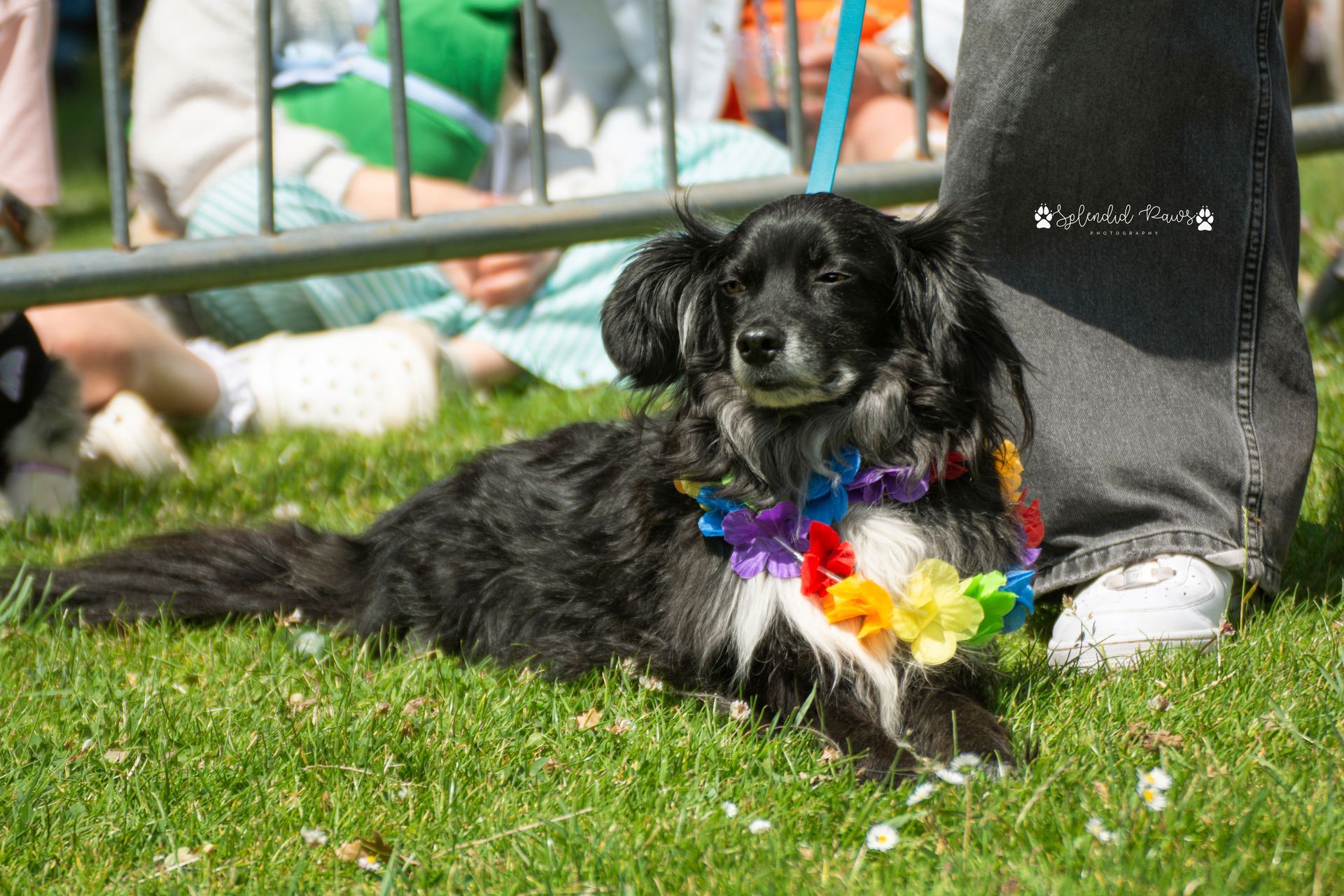 Woman singing on stage with a microphone, wearing black clothing and a blue scarf, raising one hand.